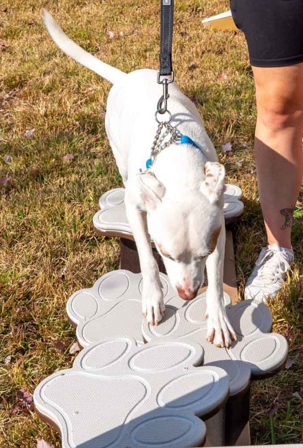 Paw Path
