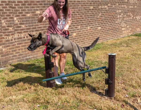 Pup Jump